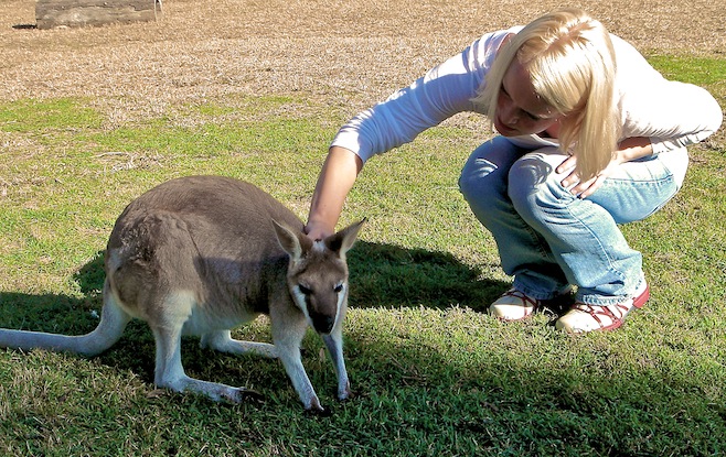 AU Koala Sanctuary3